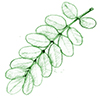 fleurs blanches fleurs blanches