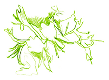 chèvrefeuille
