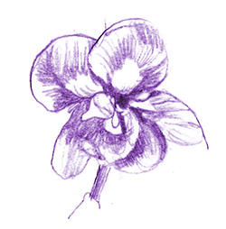 Violette